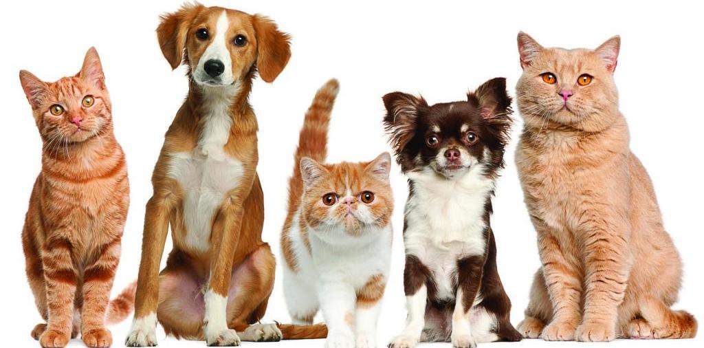 Доска объявлений о животных | ЗооТом - продажа, вязка и услуги для животных в Сосновом Бору