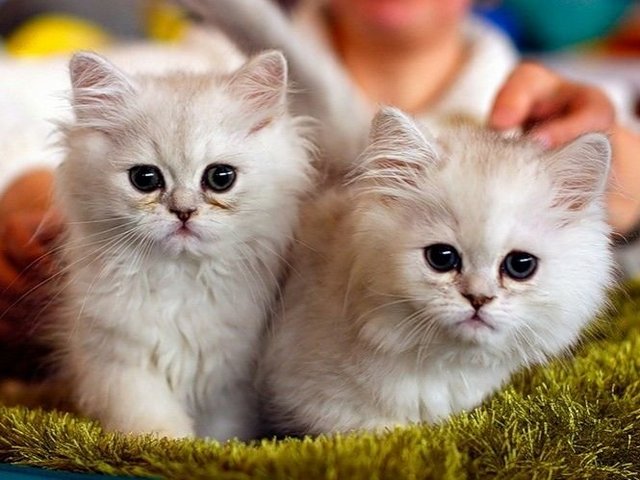 Породы кошек в Сосновом Бору | ЗооТом портал о животных