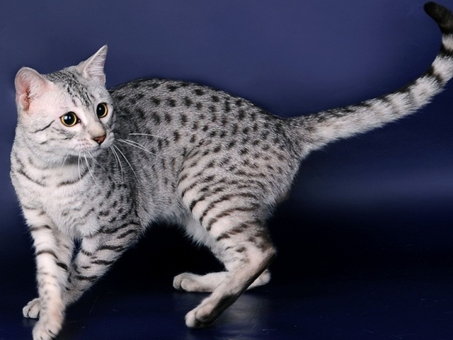 Породы кошек в Сосновом Бору | ЗооТом портал о животных