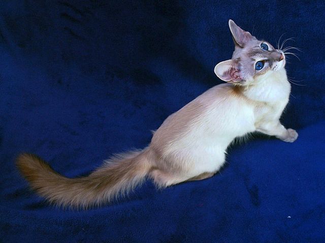 Выведенные породы кошек в Сосновом Бору | ЗооТом портал о животных