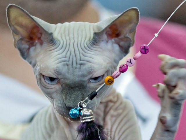 Выставки кошек в Сосновом Бору | ЗооТом портал о животных