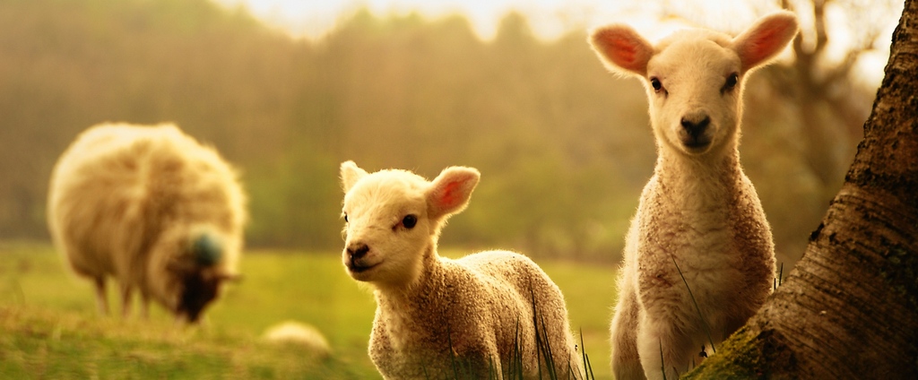 Объявления о сельскохозяйственных животных | ЗооТом - продажа, вязка и услуги для животных в Сосновом Бору