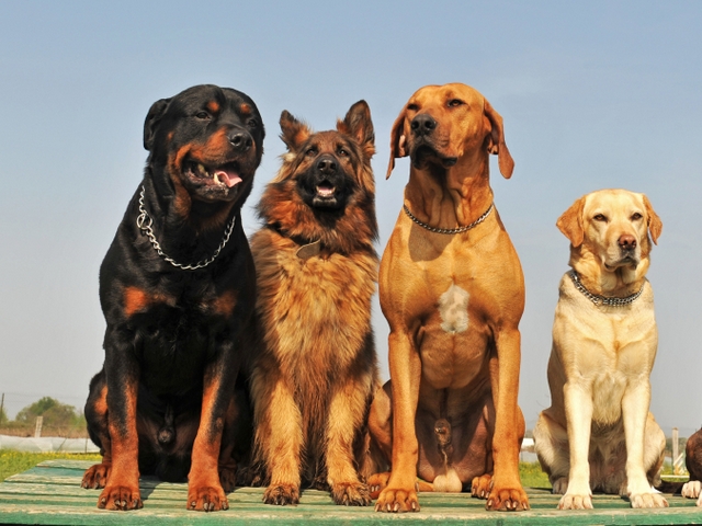 Крупные породы собак в Сосновом Бору | ЗооТом портал о животных